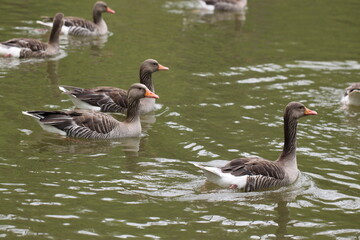 Fototapeta premium group of grey goose swimming in water