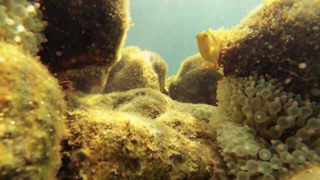 close up blur macro view look of bubble tip sea anemone and curious Allard's clownfish sulphur damsel ebony gregory in shallow ocean with golden yellow hue sun ray light reflection beam and particles