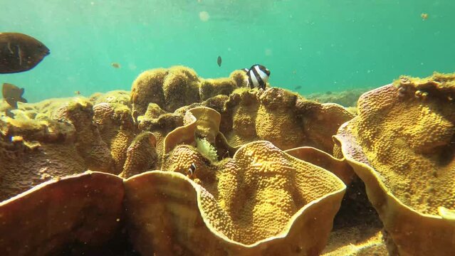 4k still view natural aquarium of Montipora Capricornis plate vase coral and curious Allard's clownfish whitetail dascyllus sulphur damsel ebony gregory in shallow ocean with golden yellow hue sun ray