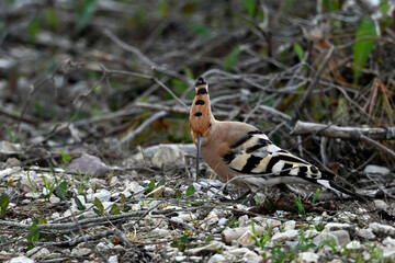 Eurasian hoopoe // Wiedehopf (Upupa epops) - Greece © bennytrapp