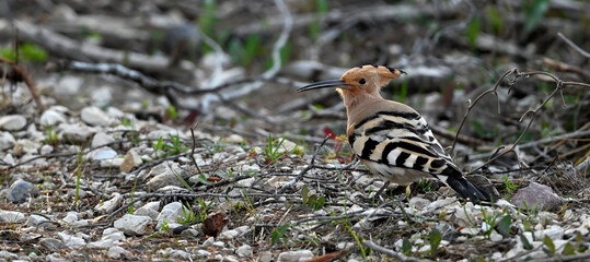 Eurasian hoopoe // Wiedehopf (Upupa epops) - Greece © bennytrapp