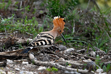 Eurasian hoopoe // Wiedehopf (Upupa epops) - Greece © bennytrapp