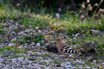 Wiedehopf // Eurasian hoopoe (Upupa epops) - Greece © bennytrapp