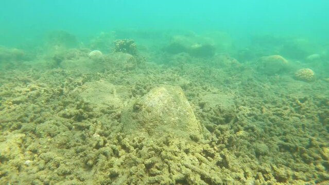 look out of underwater grave yard of dead broken in pieces shredder corals covered by Coralline algae environmental pollution and organisms creatures in muddy low visibility ocean water