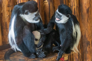 close up of a black tailed macaque