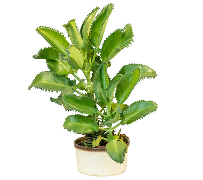 "Mother Of Thousands" Images – Browse 881 Stock Photos, Vectors, and ...