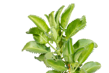 Mother of thousands succulent plant 