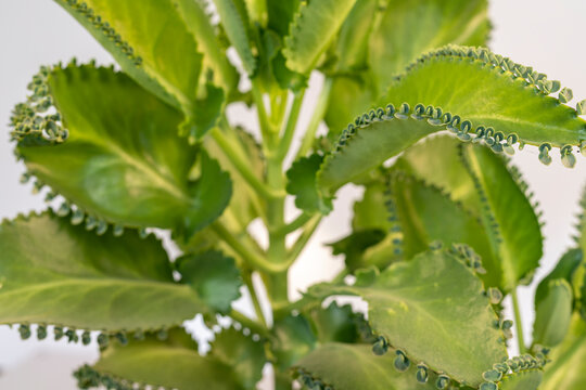 Alligator or devil's backbone succulent plant closeup. selective focus.