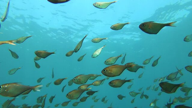 still view from bottom to top of groups of golden school Berycidae fish with particle squiring in the water with shining from sunlight during day in asia