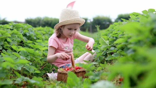 Adorable preschooler girl picking fresh organic strawberries on farm. Delicious healthy snack for small children. Outdoor summer activities for little kids