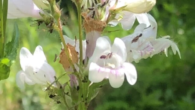 Foxglove beardtongue, medicinal herb of the American native 