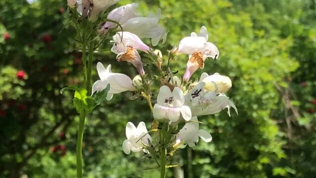 Foxglove beardtongue, medicinal herb of the American native 