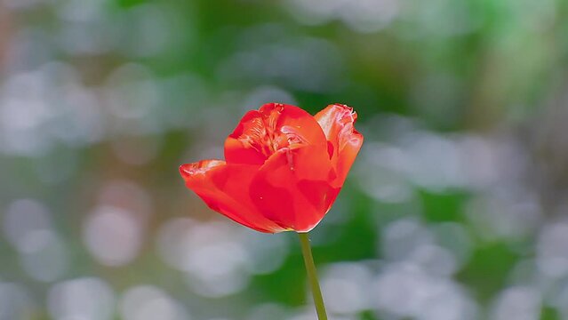 A clip of a red tulip standing beautifully in front of blurred cherry blossom background, Japan