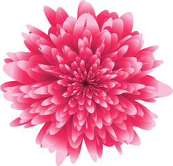 bright pink dahlia flower isolated on white background vector design