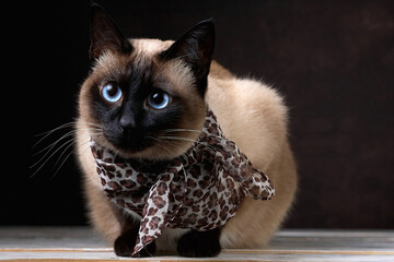 Portrait of seal-point mekong bobtail (siamese) cat sitting in a leopard print scarf on white wooden table against brown background