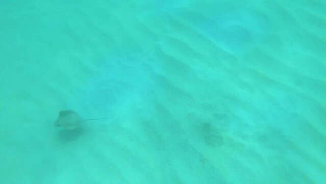 look out to a stingray wanting to get flee away on the desert sandy sea bed in low visibility ocean water in asia during day time