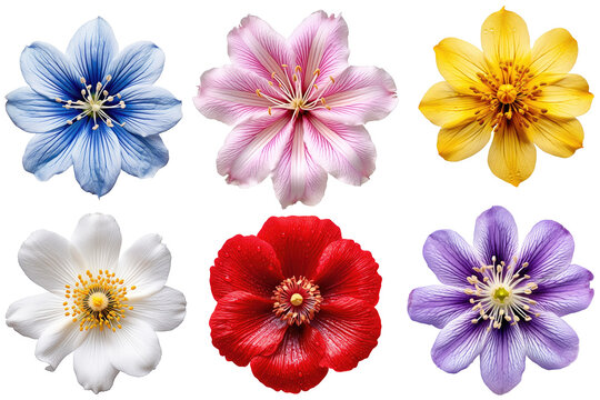 Flower blossoms of different colors photographed from above, isolated (Generative AI)