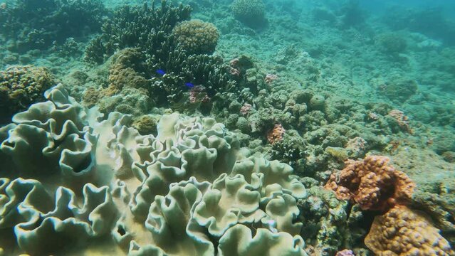view of stress and dead finger leather and green and brown table branching and digitate Staghorn corals covered by Coralline algae global warming extreme weather temperature Eutrophication during day