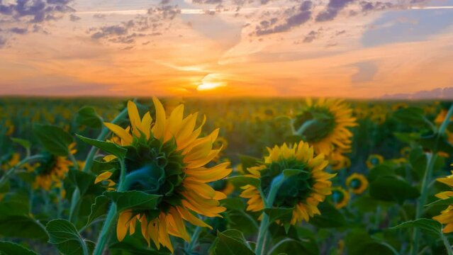  closeup sunflower field at the sunset, early morning agricultural time lapse scene