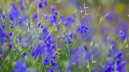closeup wild flowers in green grass, summer natural flowers background