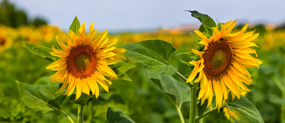 closeup pair of sunflower flowers in the field