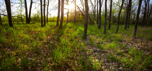 green forest glade at the sunset