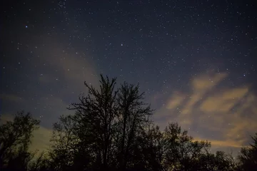 Fototapeten forest silhouette under starry sky, night outdoor natural landscape © Yuriy Kulik