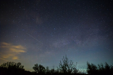 forest silhouette under starry sky with milky way, night outdoor natural landscape