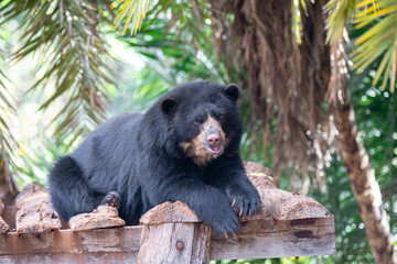 Obraz na płótnie Canvas Spectacled bear or Andean bears are a subspecies that lives in South America(Tremarctos ornatus) Portrait and selective focus