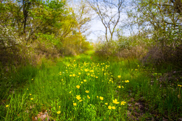closeup green summer forest glade