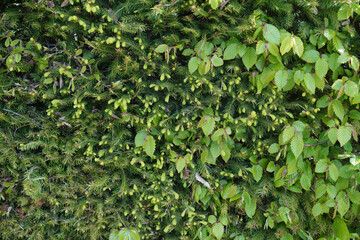 Fototapeta na wymiar Autumn maple leaves background. Colorful maple leaves background