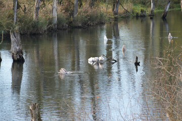 creek with clear water is habitat for animals