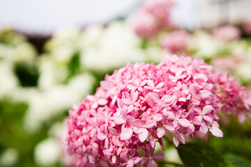 鮮やかな紫陽花ピンクのアナベル