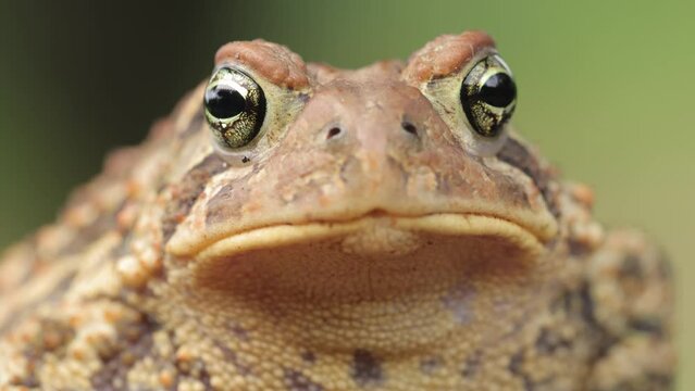 Close-up shot of an  American Toad. Shot in Minnesota.