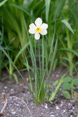 White daffodil in the garden on a flower bed on a background of green grass.