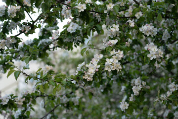 Bird cherry trees. Branch of bird cherry tree with white flowers.