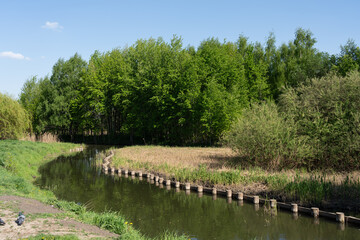 River and green forest in natural park.