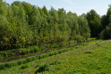 Summer forest nature landscape with river in natural park.