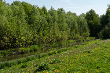 Summer forest nature landscape with river in natural park.