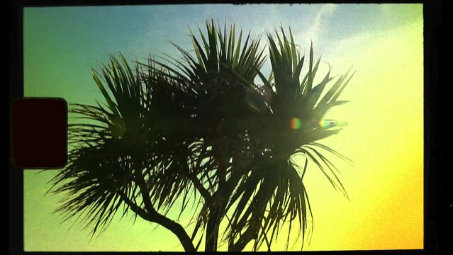 Palm tree in sun on handheld super 8 vintage film frame with sprocket, sun flare, light leak and filmstrip noise