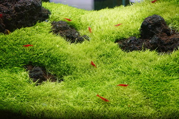 aquarium tank decoration scenery The underwater plants and trees are beautifully decorated in...
