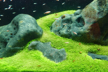 aquarium tank decoration scenery The underwater plants and trees are beautifully decorated in...