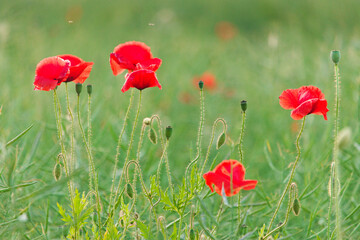 red poppies in the evening ,czerwone maki © Piotr