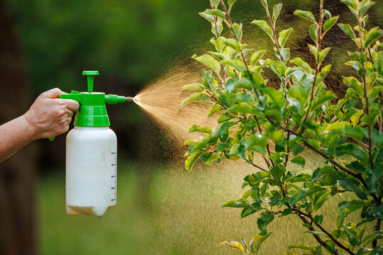 Spraying tree with insecticide against pests and diseases in the garden using spray bottle