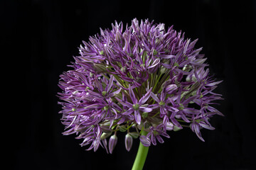 Purple allium on black