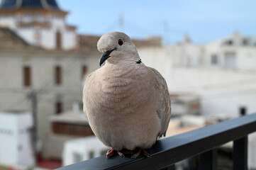 Pigeon posé sur une rambarde de balcon en gros plan