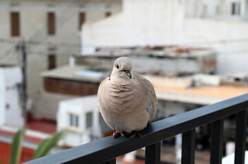 Pigeon posé sur une rambarde de balcon en gros plan
