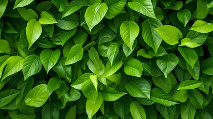 Fototapeta na wymiar green leaves nature texture background