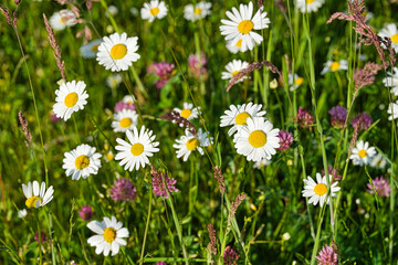 Fototapeta premium daisies in the grass