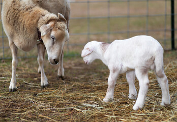 Katahdin sheep ewe playing with its lamb
